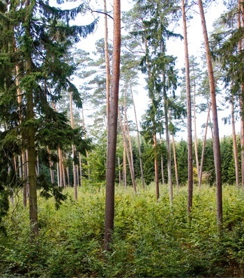 Fürstliches Forstamt Bückeburg