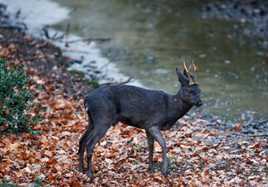 Schwarzer Bock im Schaumburger Wald